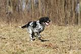 SETTER ANGLAIS 007